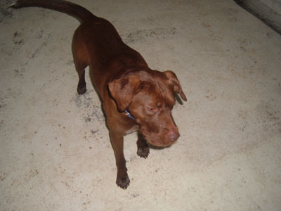 Chico